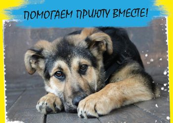 Афиша